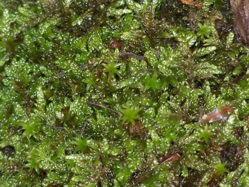 Due specie di muschi